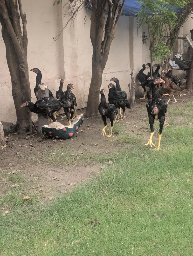 Black OH shamo chicks 3 months — photo 9