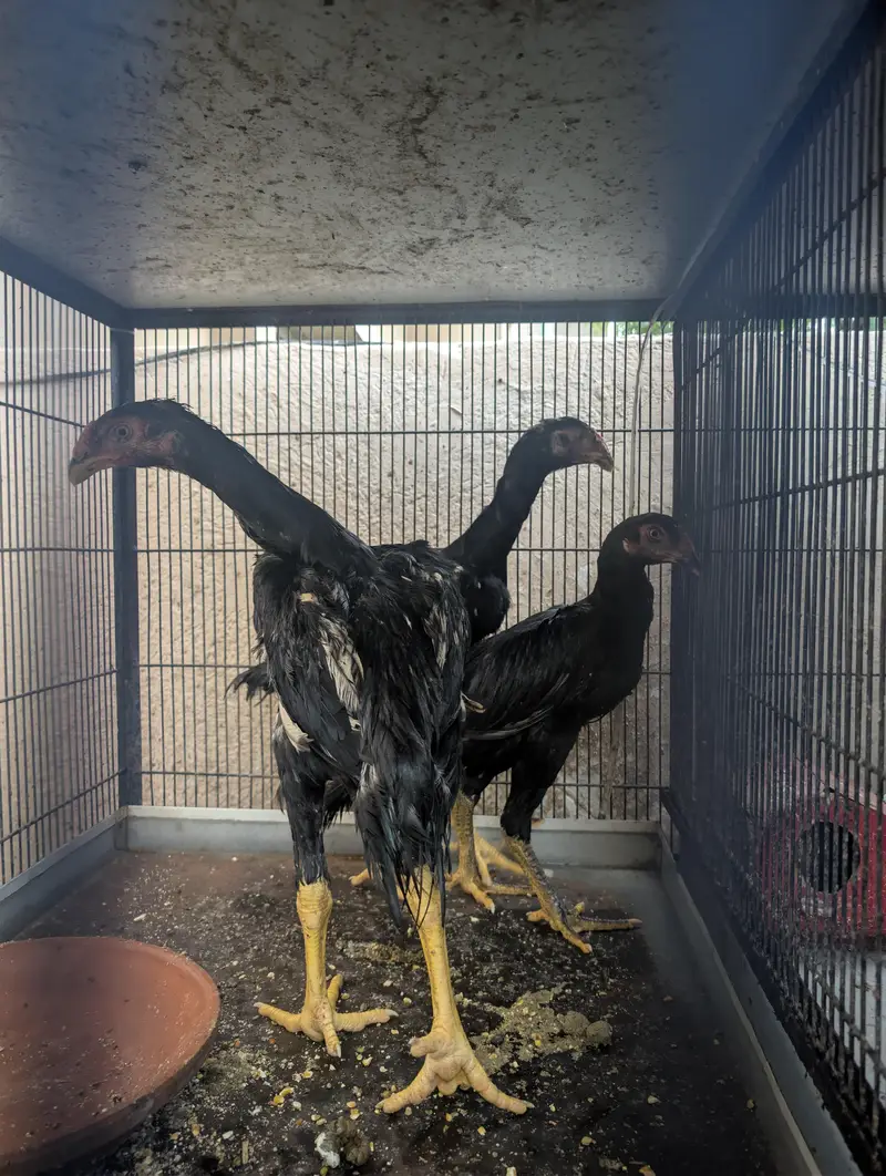 Black OH shamo chicks 3 months — photo 10