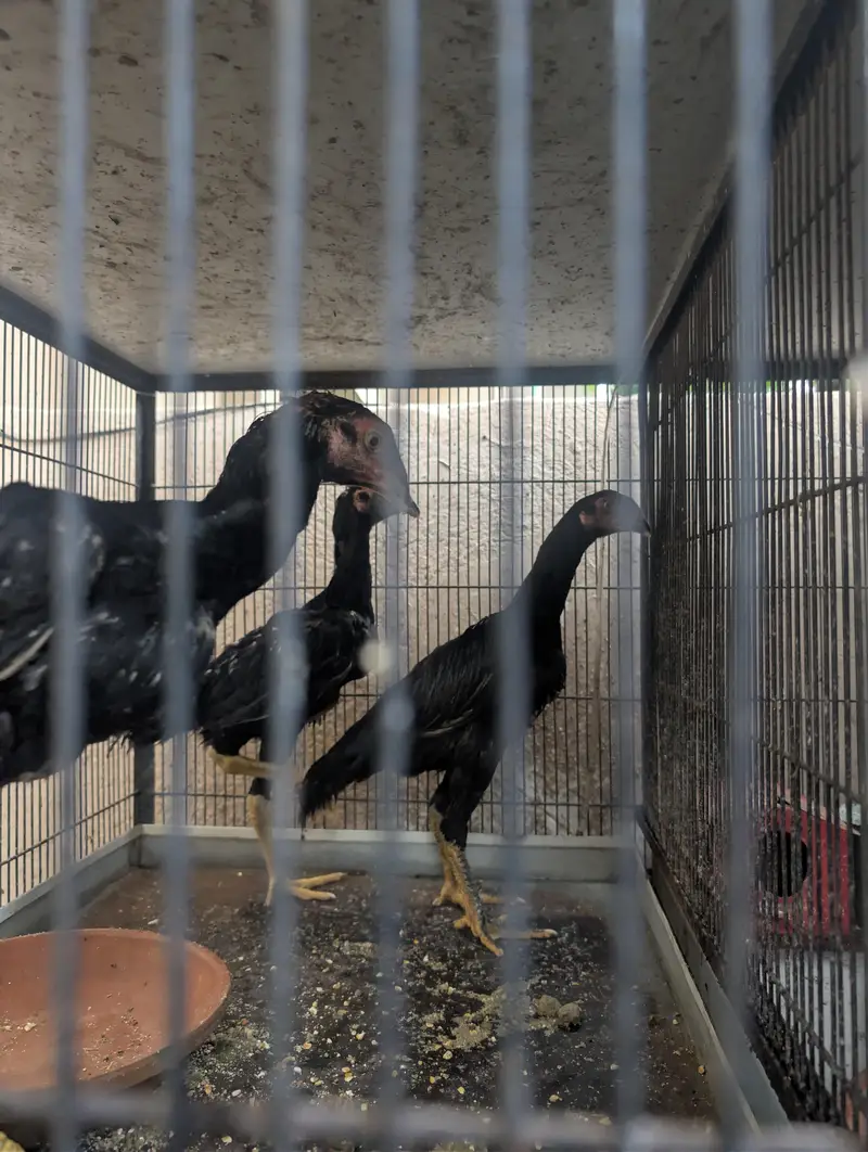 Black OH shamo chicks 3 months — photo 11