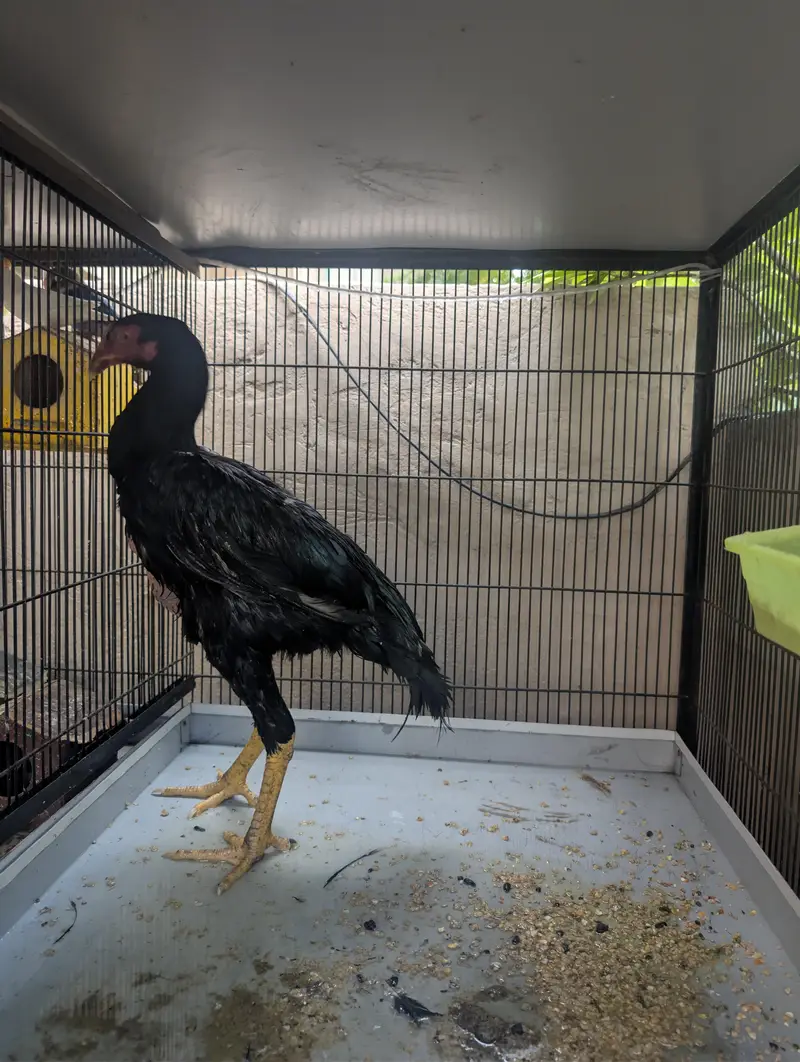 Black OH shamo chicks 3 months — photo 12
