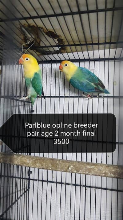 Love birds palefallow