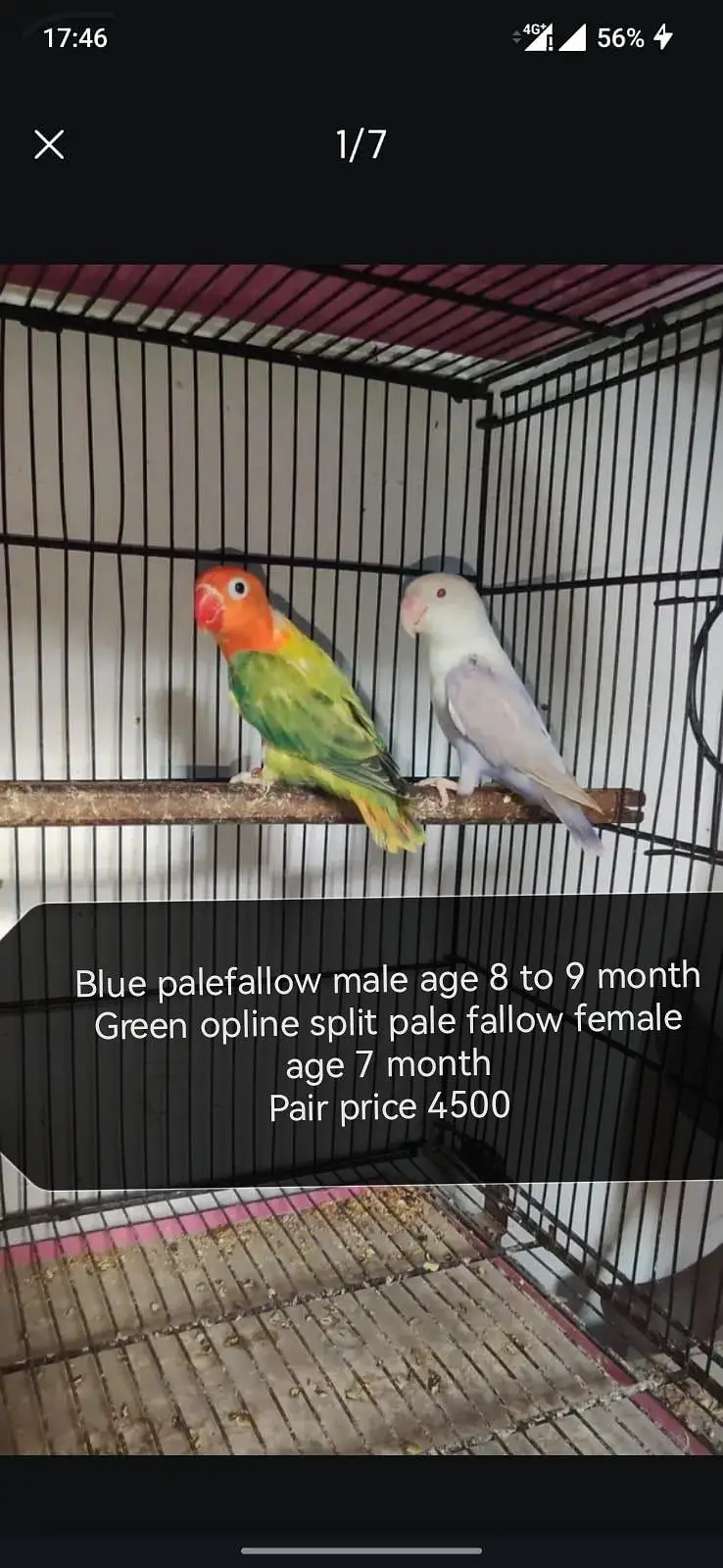 Love birds palefallow — photo 2