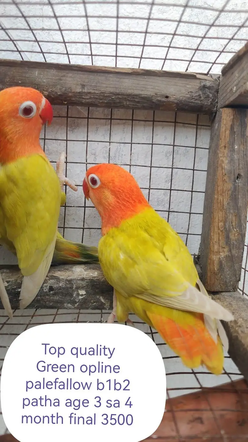 Love birds palefallow — photo 3