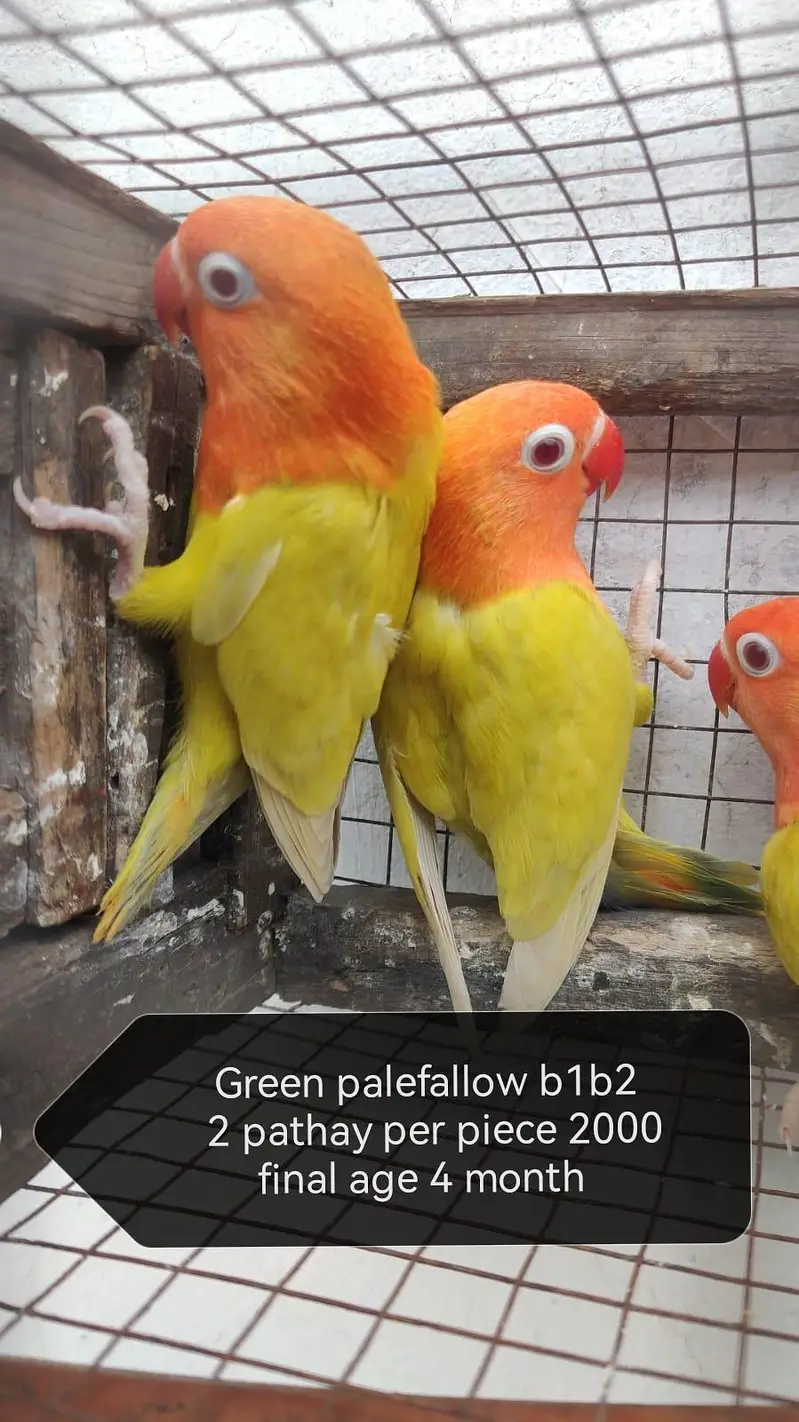 Love birds palefallow — photo 4