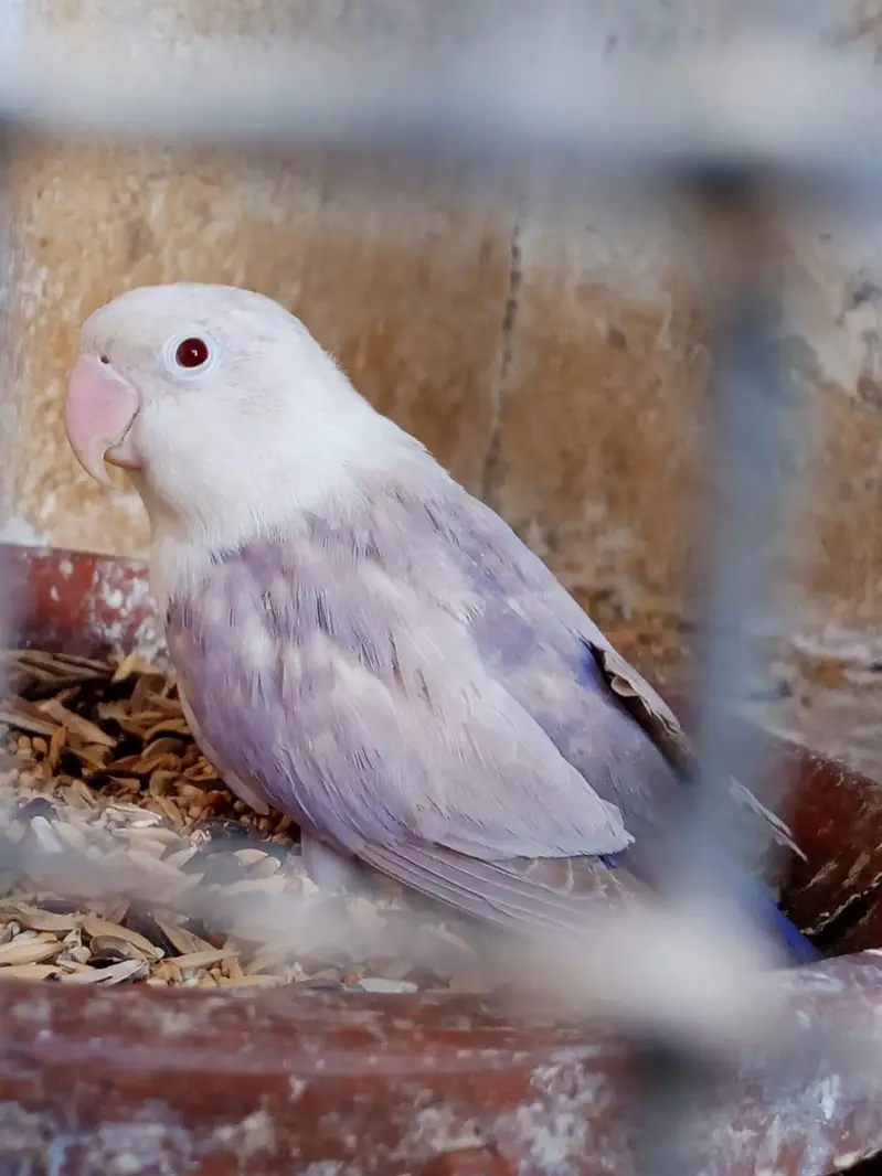 Love birds palefallow — photo 5