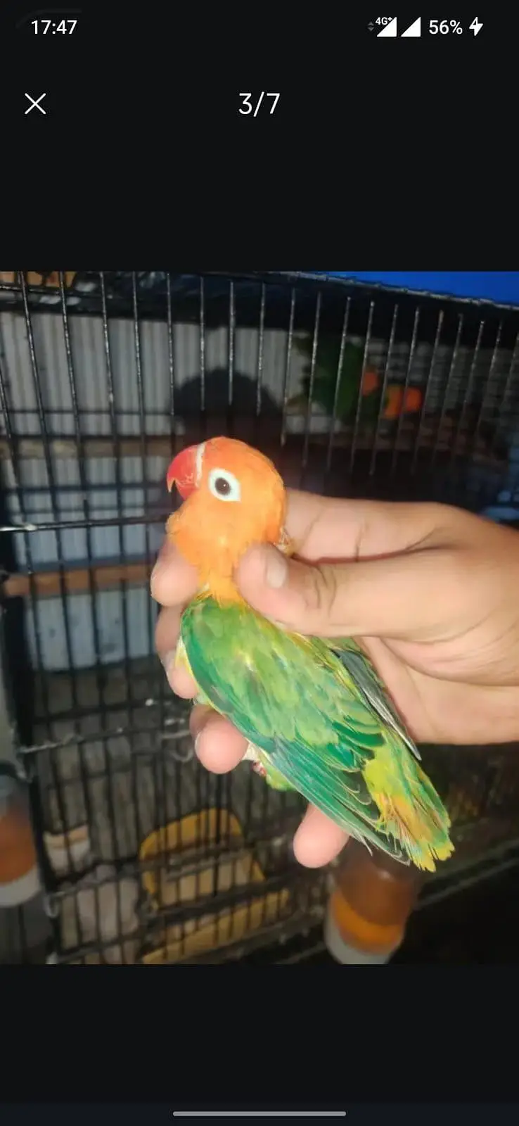 Love birds palefallow — photo 6