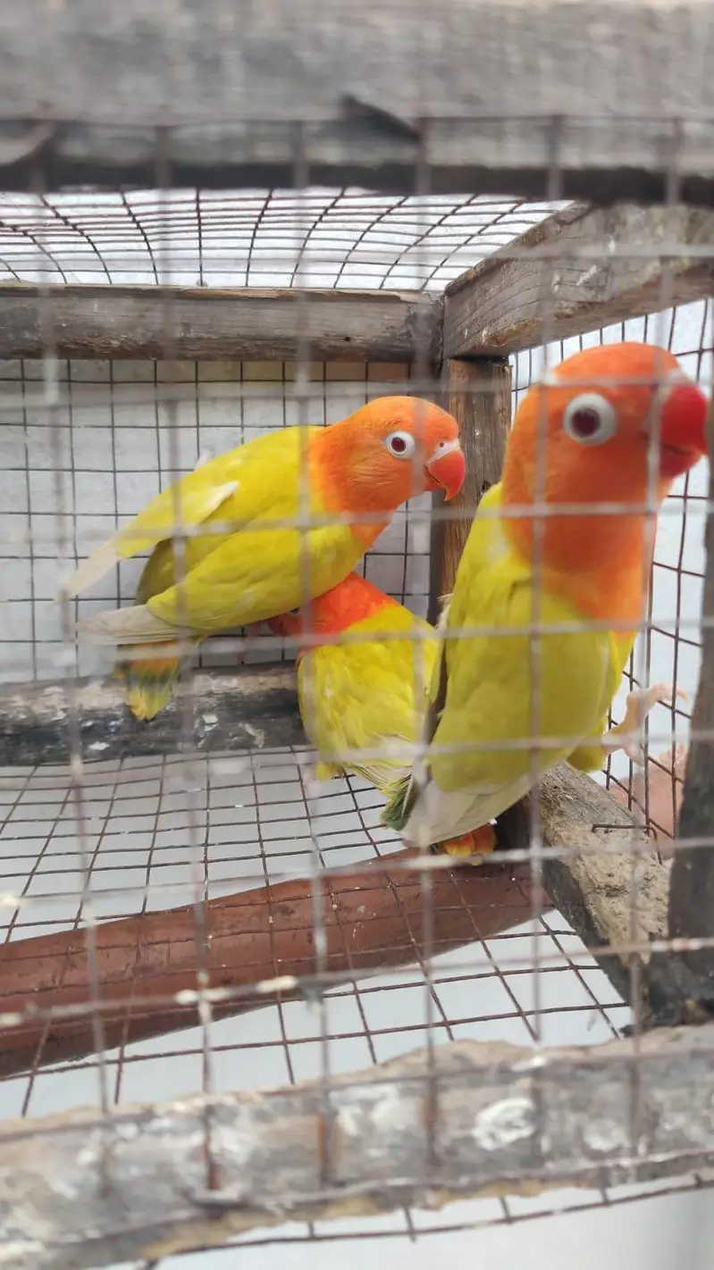 Love birds palefallow — photo 7