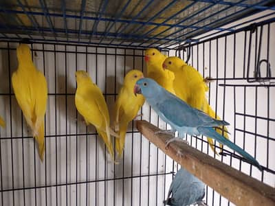 yellow Ringneck