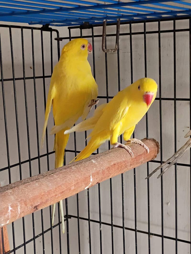 yellow Ringneck 1