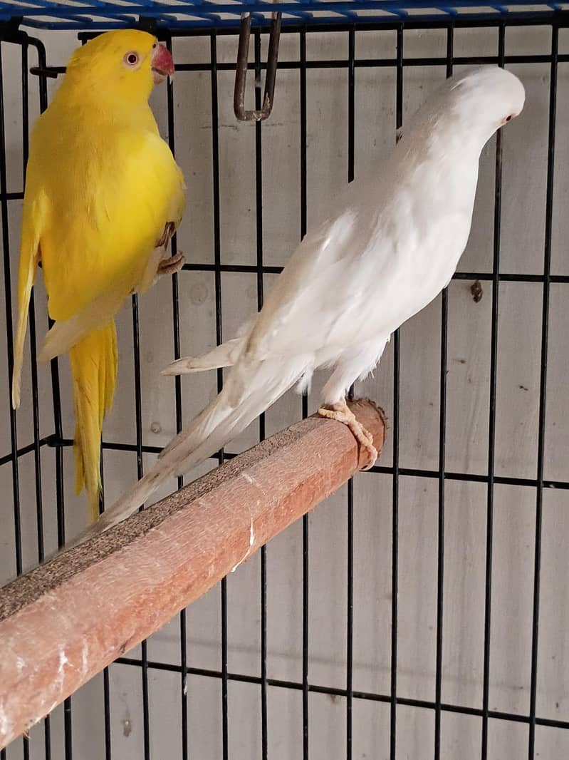 yellow Ringneck 2