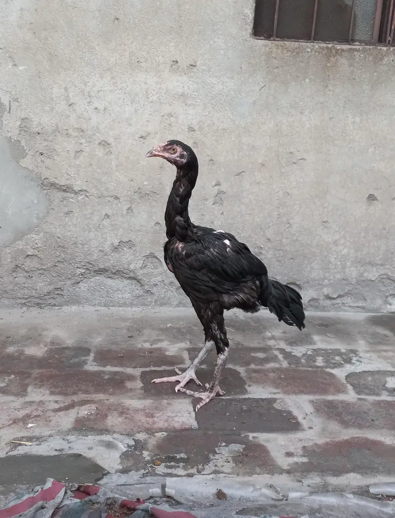 mushka aseel patha — photo 2
