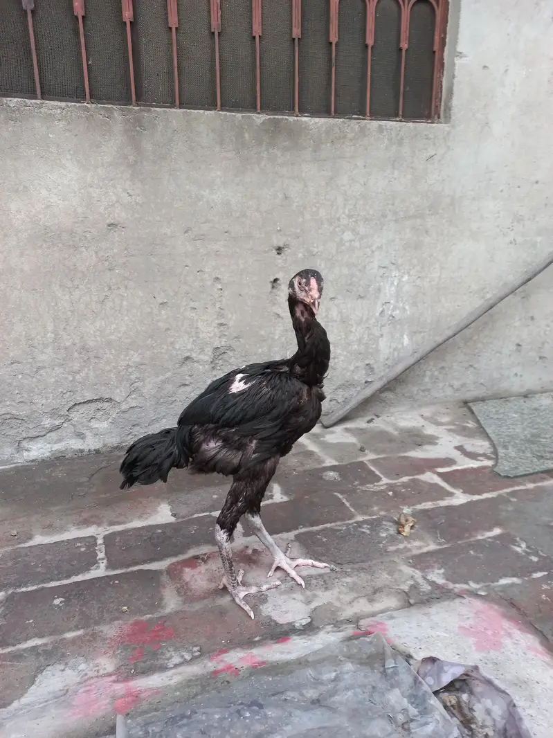 mushka aseel patha — photo 3