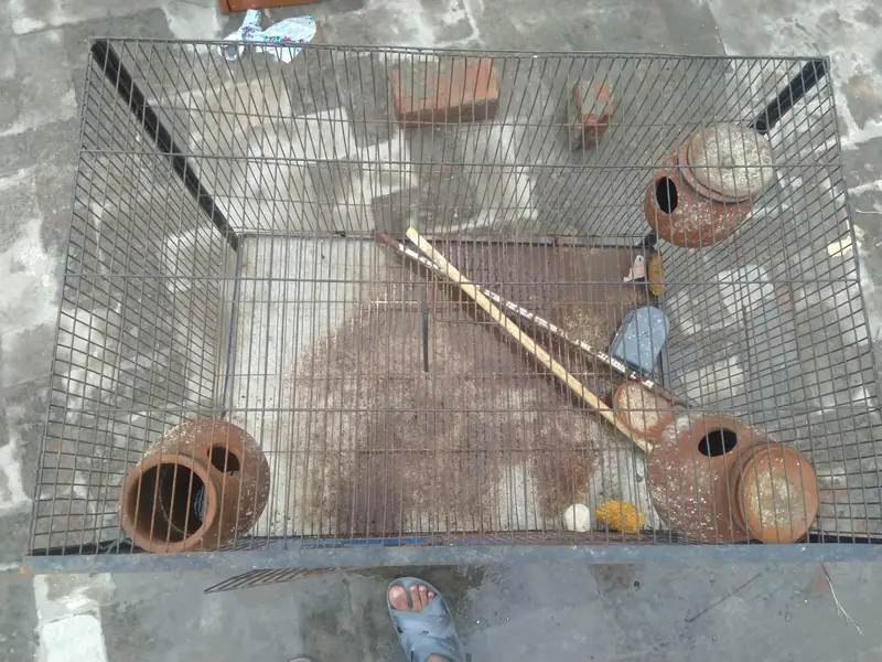 parrot cage — photo 4