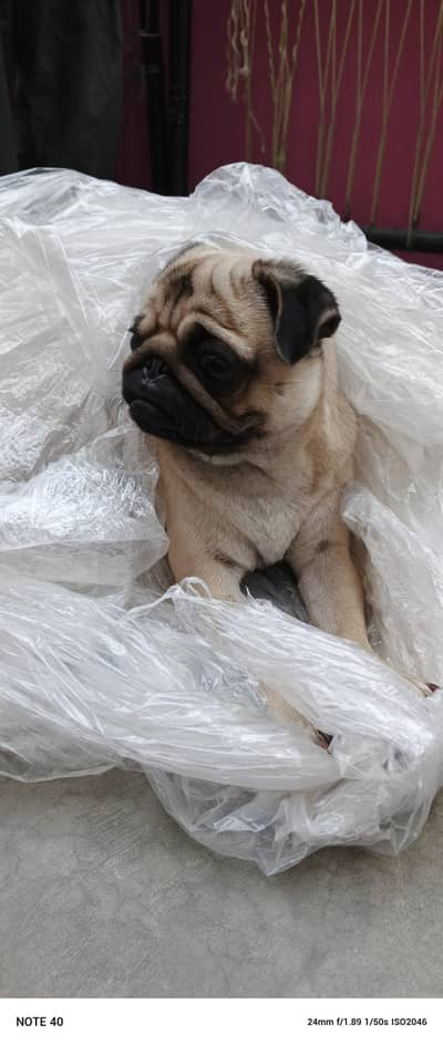 Breeder female