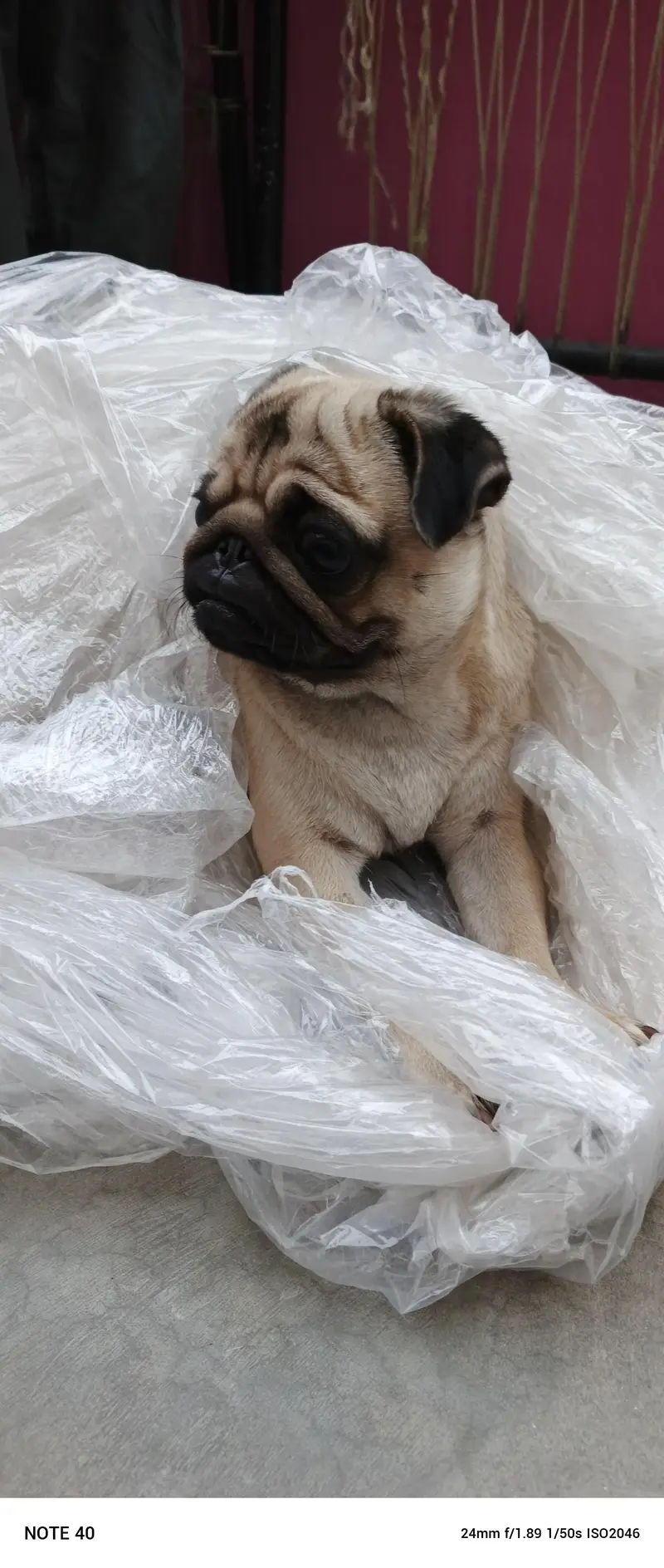 Breeder female — photo 2