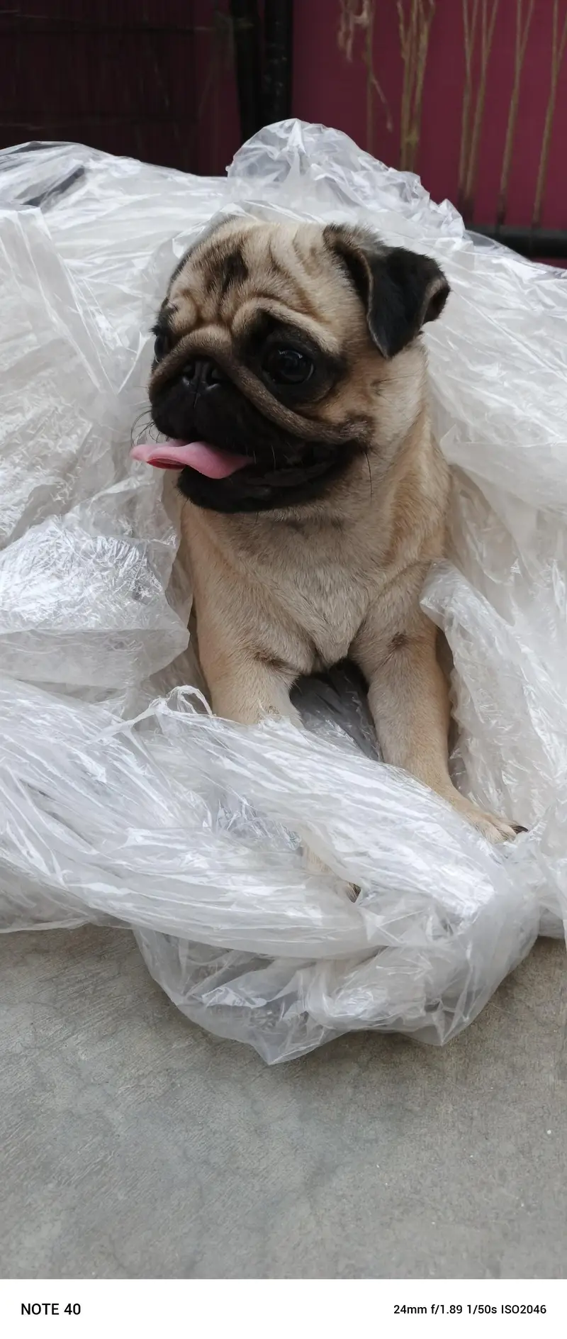 Breeder female — photo 3