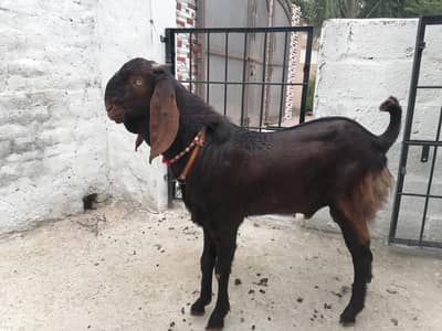 betal bakra for sale