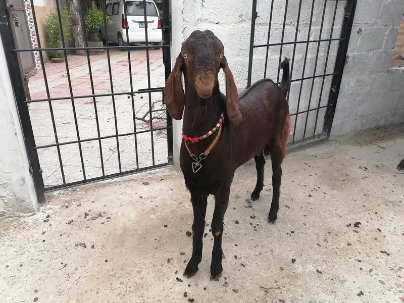 betal bakra for sale — photo 2