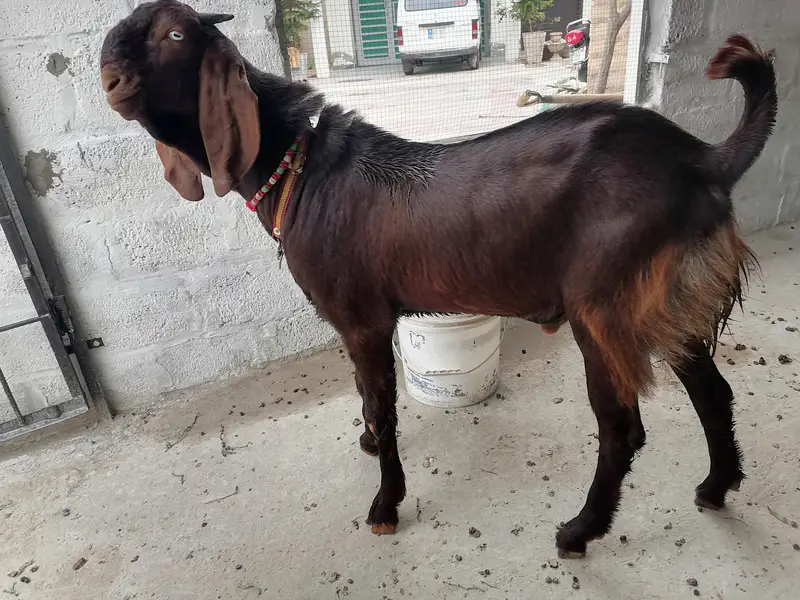 betal bakra for sale — photo 3