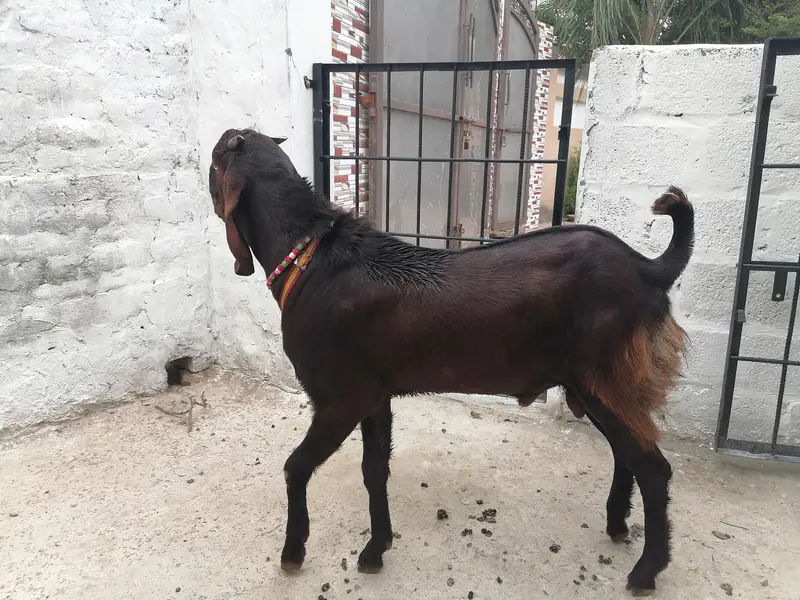 betal bakra for sale — photo 4