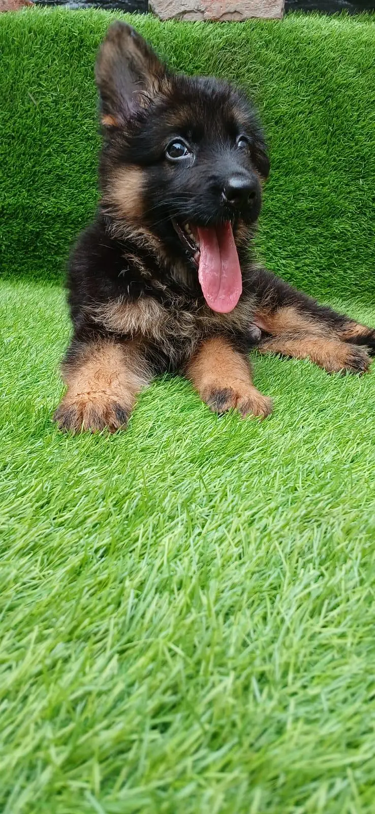 germanshered male puppies for sale — photo 3