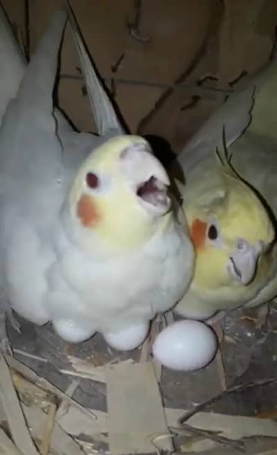 Cockatiel Breeder pair. . .