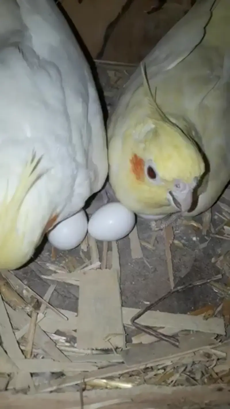 Cockatiel Breeder pair. . . — photo 2