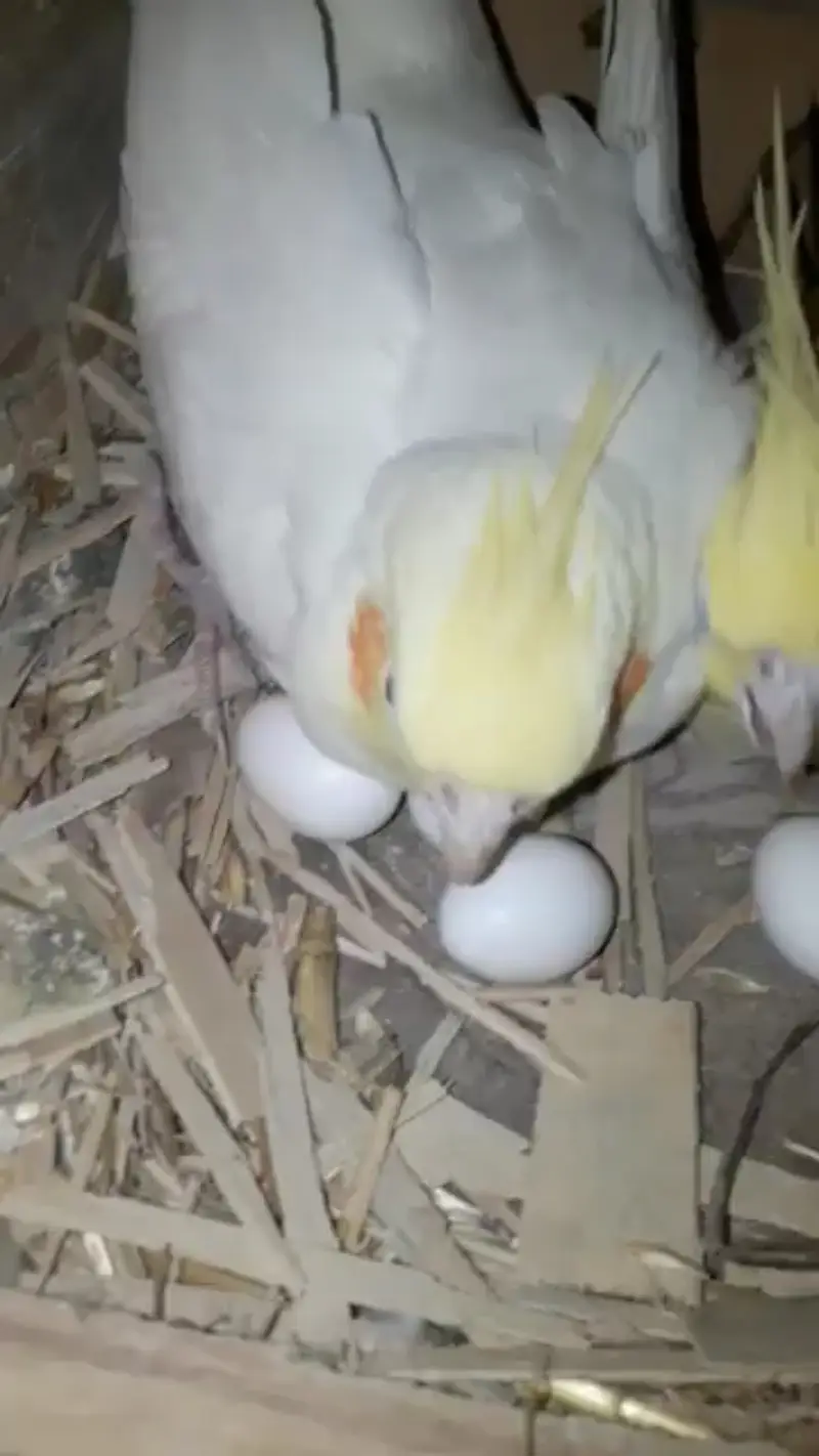 Cockatiel Breeder pair. . . — photo 3