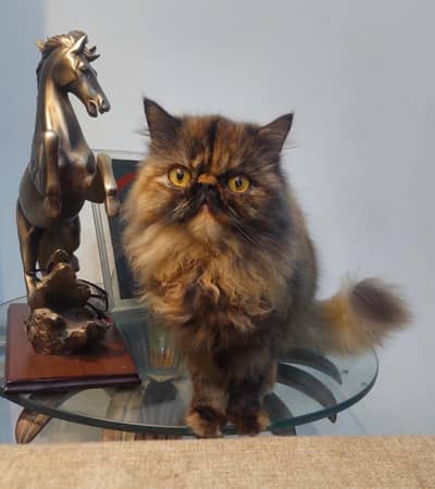 Persian Peke Face Female Cat Piki Kitten Cats Kittens peki persion