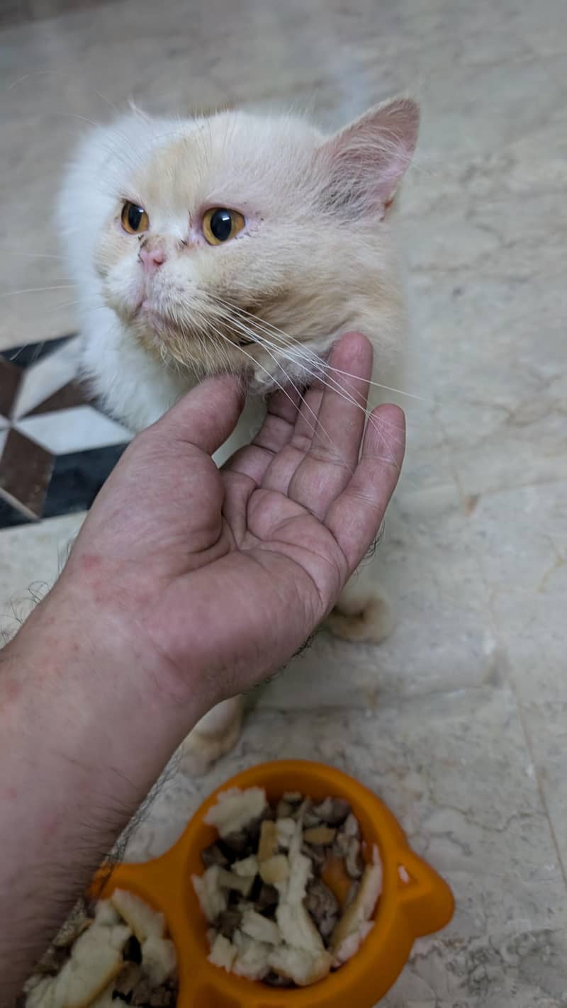 punch face cat 0