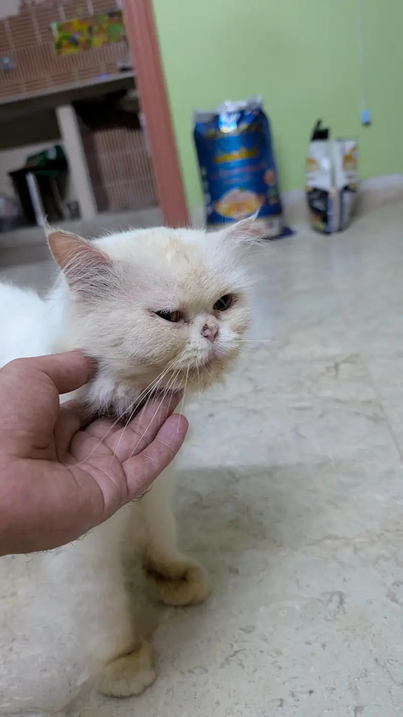 punch face cat — photo 2
