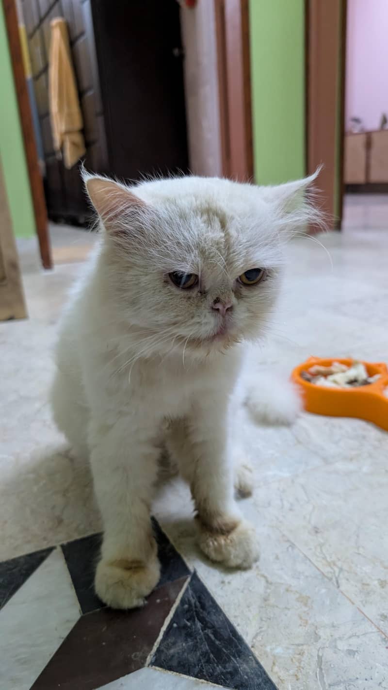 punch face cat 2