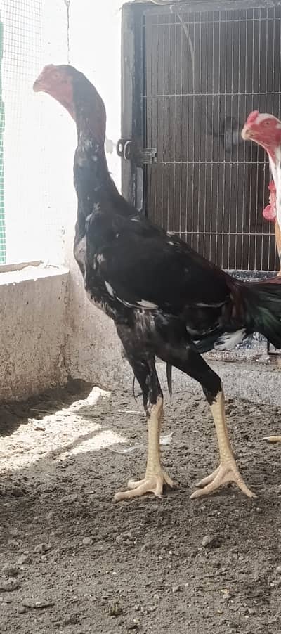 shamoo chicks| male |aseel chicks