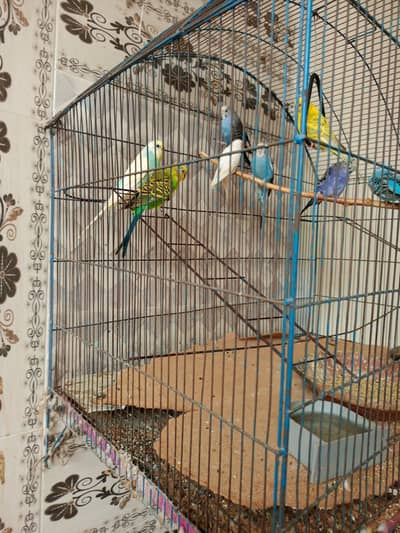 Budgie colony with cage for sale at  reasonable price.