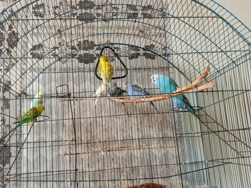Budgie colony with cage for sale at  reasonable price. — photo 2