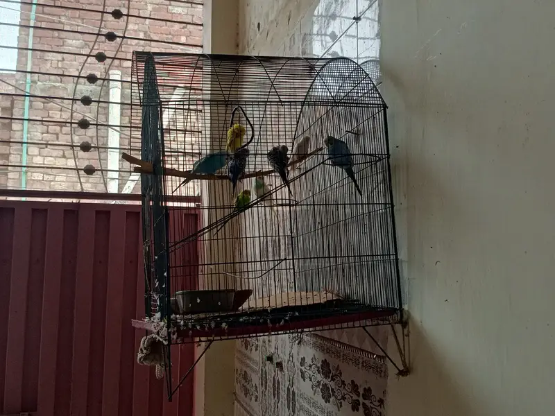 Budgie colony with cage for sale at  reasonable price. — photo 3