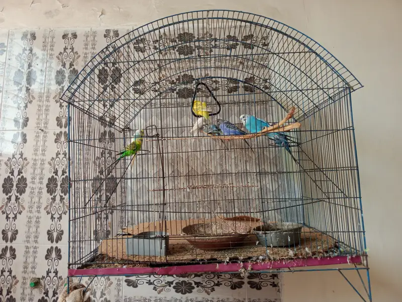 Budgie colony with cage for sale at  reasonable price. — photo 4
