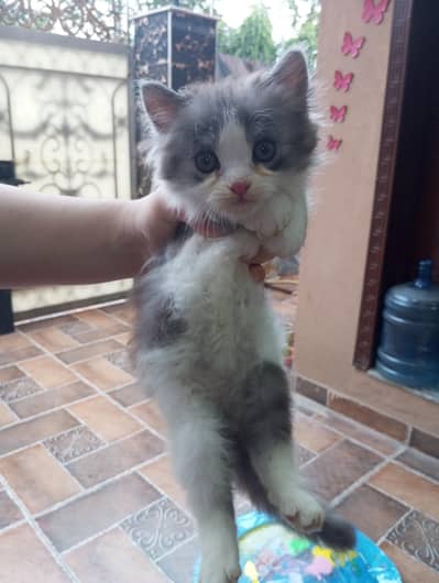 4 kittens for sale