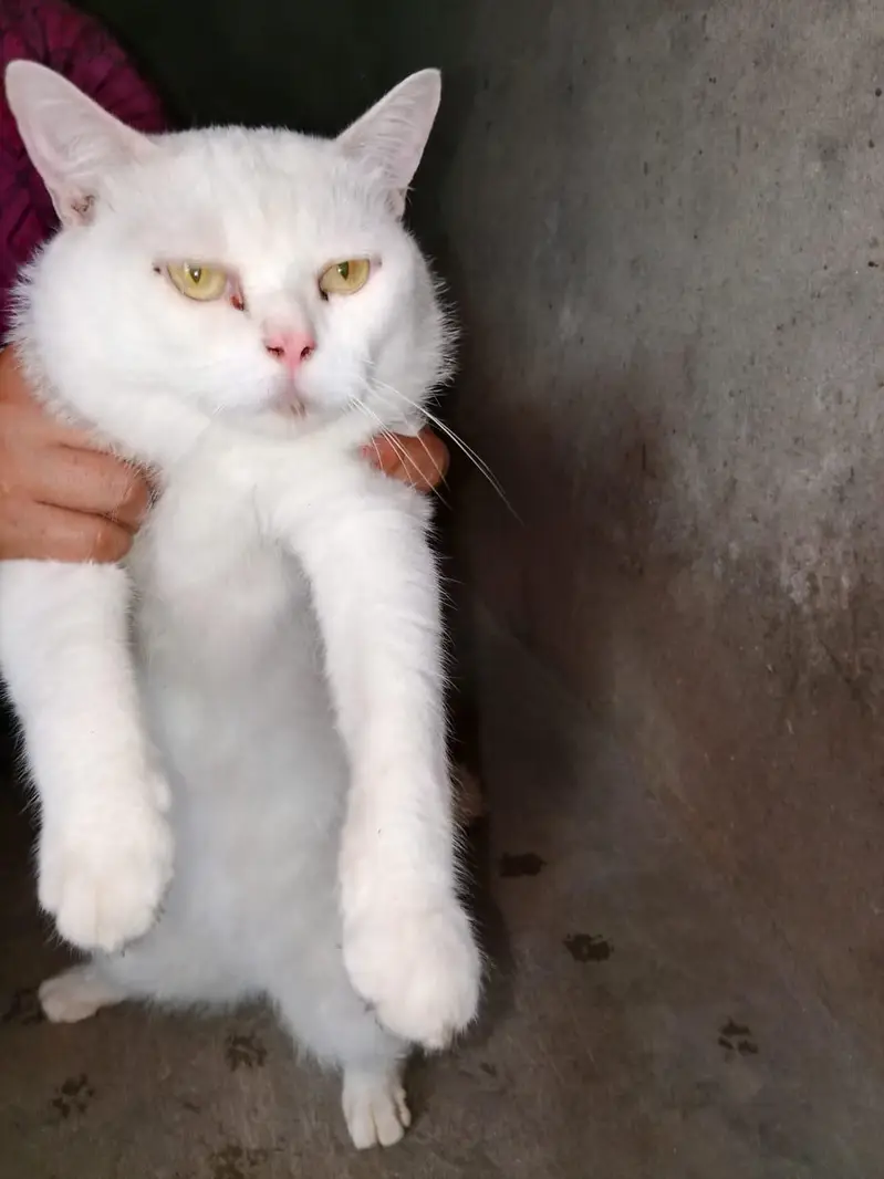 Persian pair urgent sale — photo 2