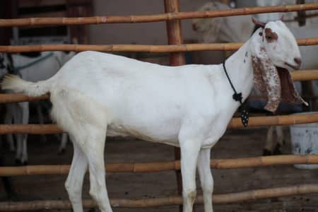pateri bakri gulabi rajan pori se cross