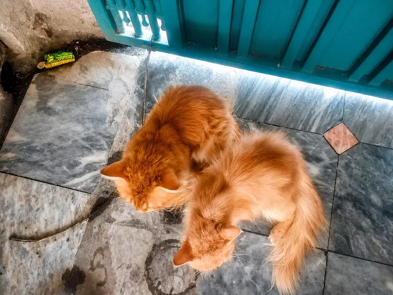 Healthy Persian Cat for Sale — photo 2