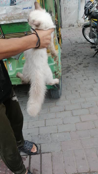 himaliyan cat