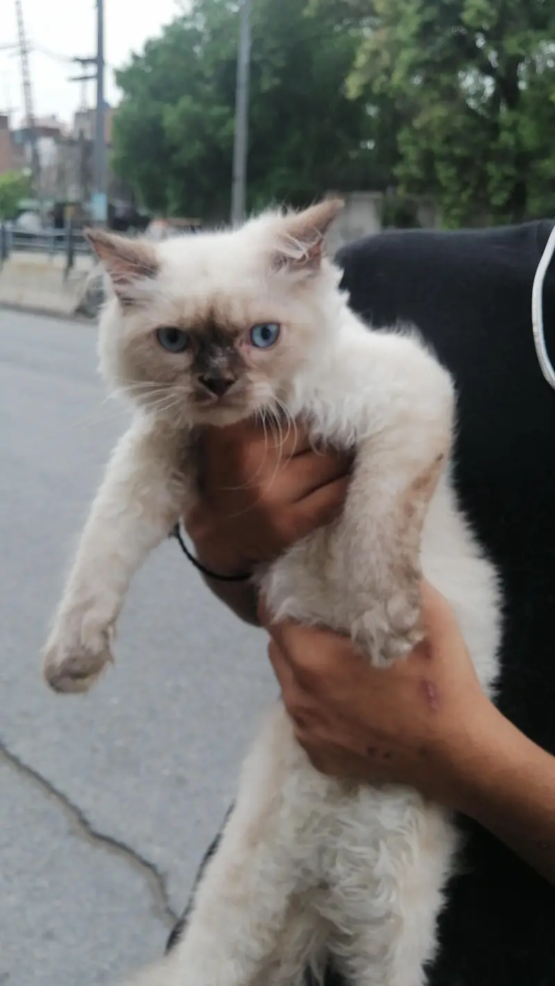 himaliyan cat — photo 2