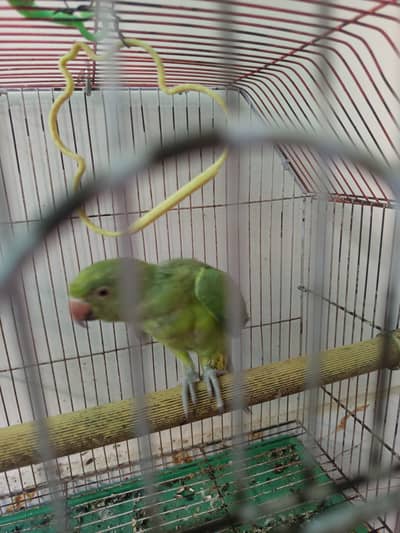 Baby parrot