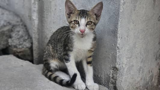 Cute cat
