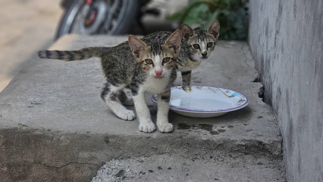 Cute cat 1