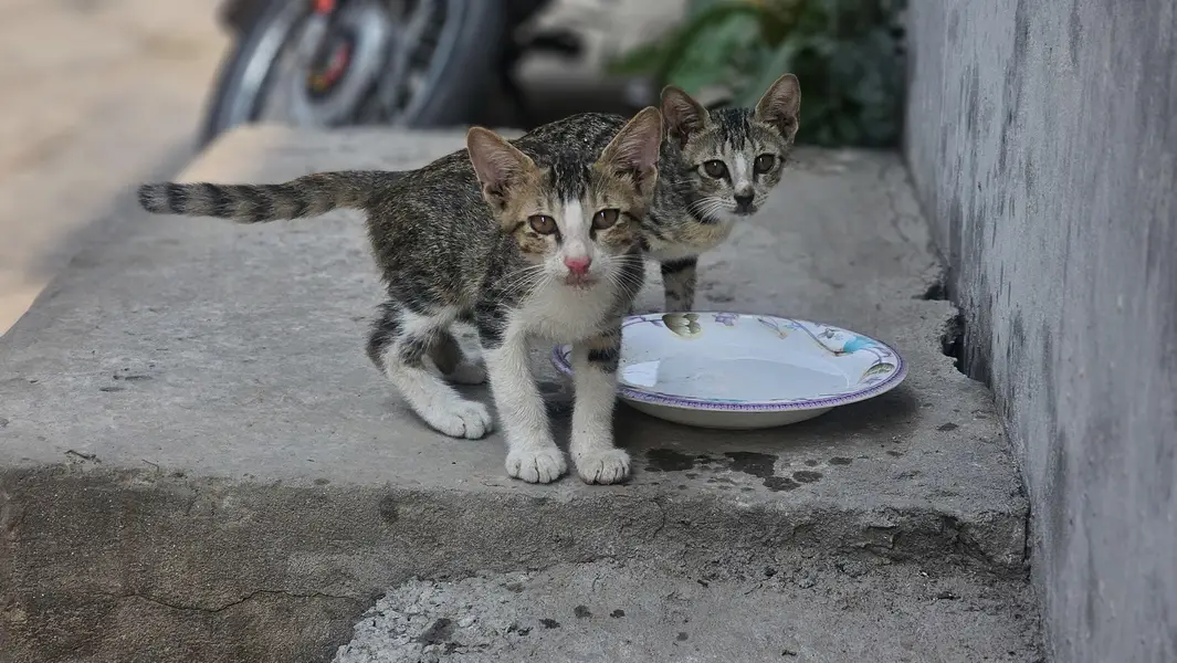 Cute cat — photo 2