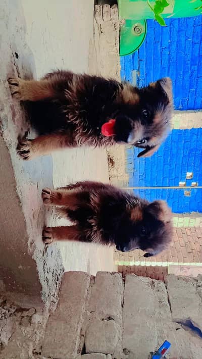 German shepherd Kid 1 Male 2 Females