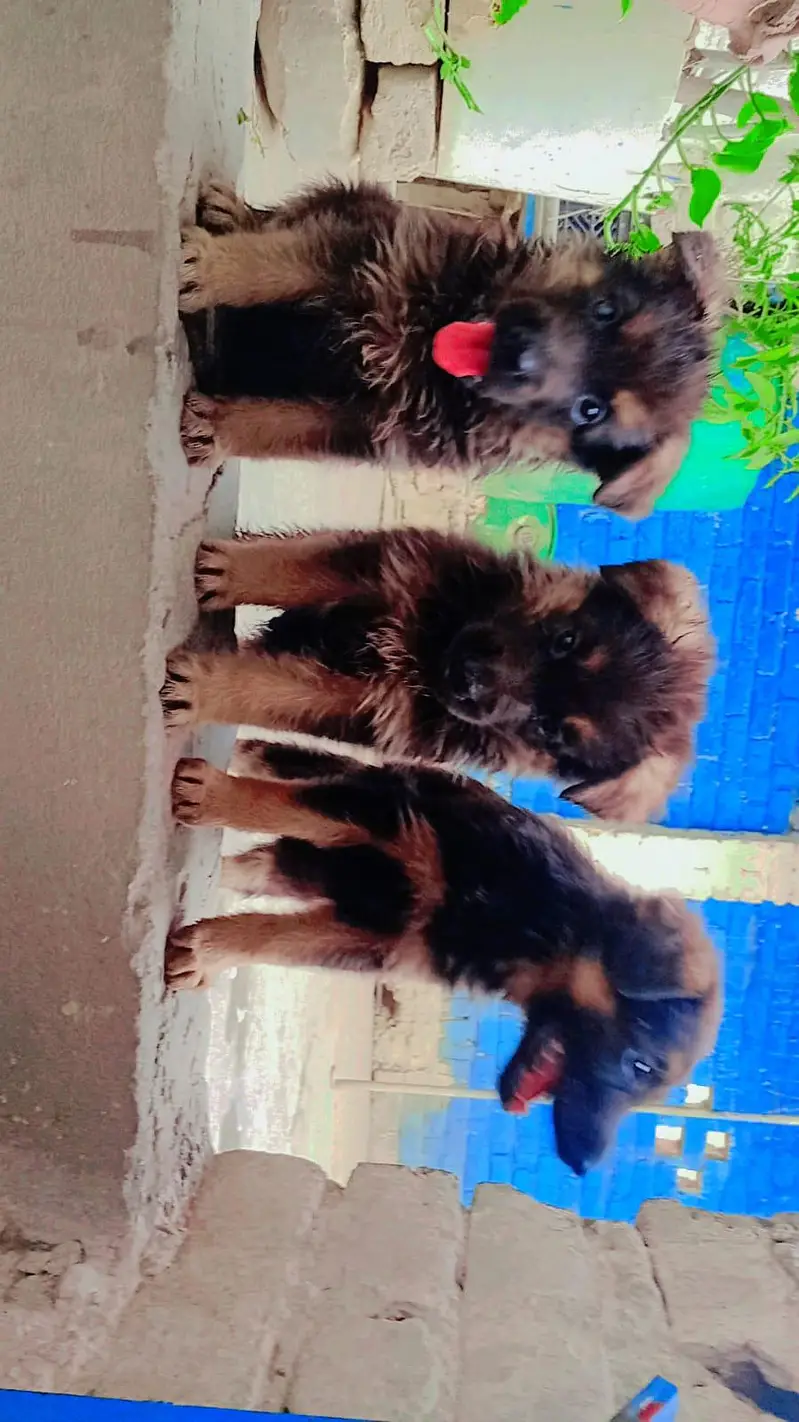 German shepherd Kid 1 Male 2 Females — photo 2
