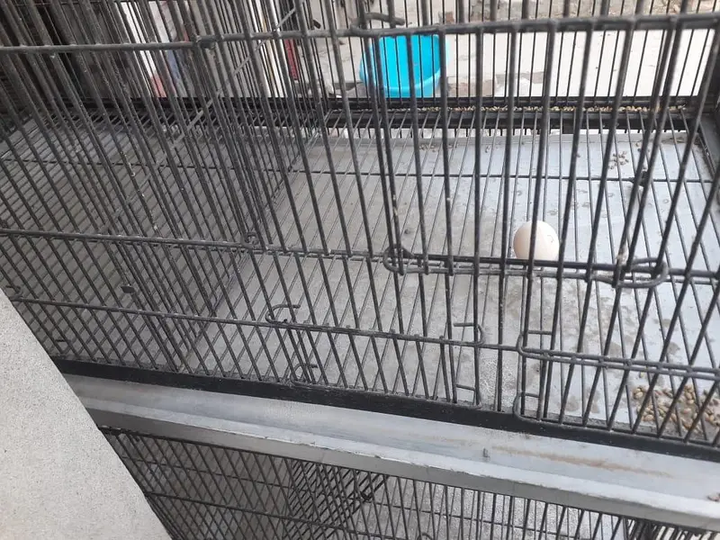 pinjra cage 6 cabin iron wire iron trace 10 by 10 condition available — photo 7